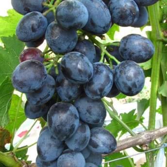 grapes